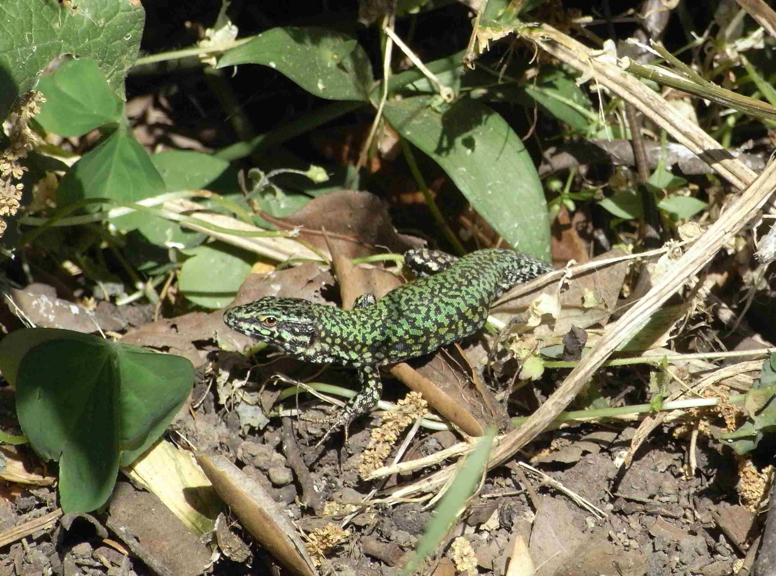 Podarcis muralis ?