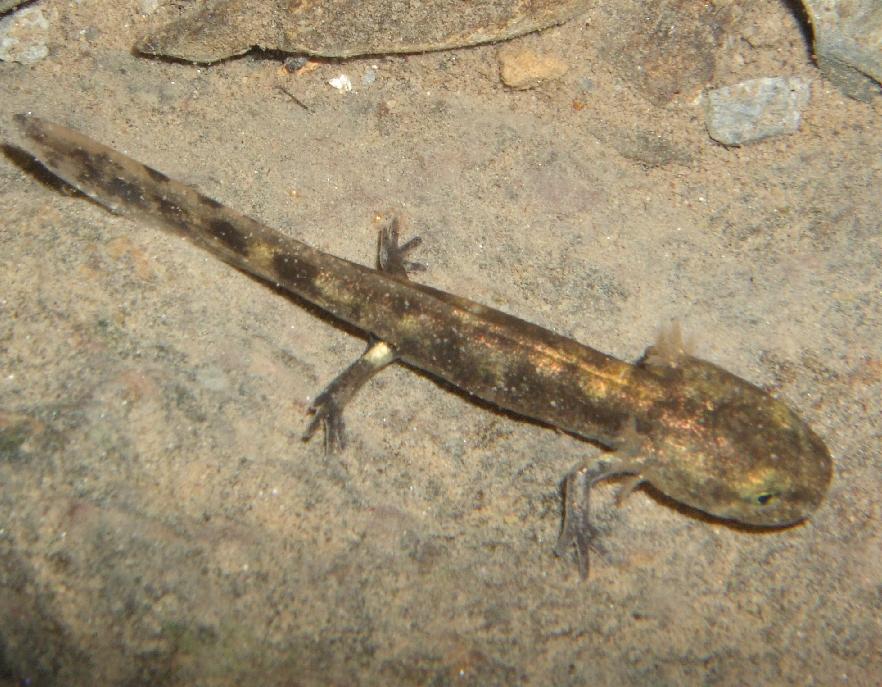 Salamandra Pezzata - Salamandra salamandra, larve