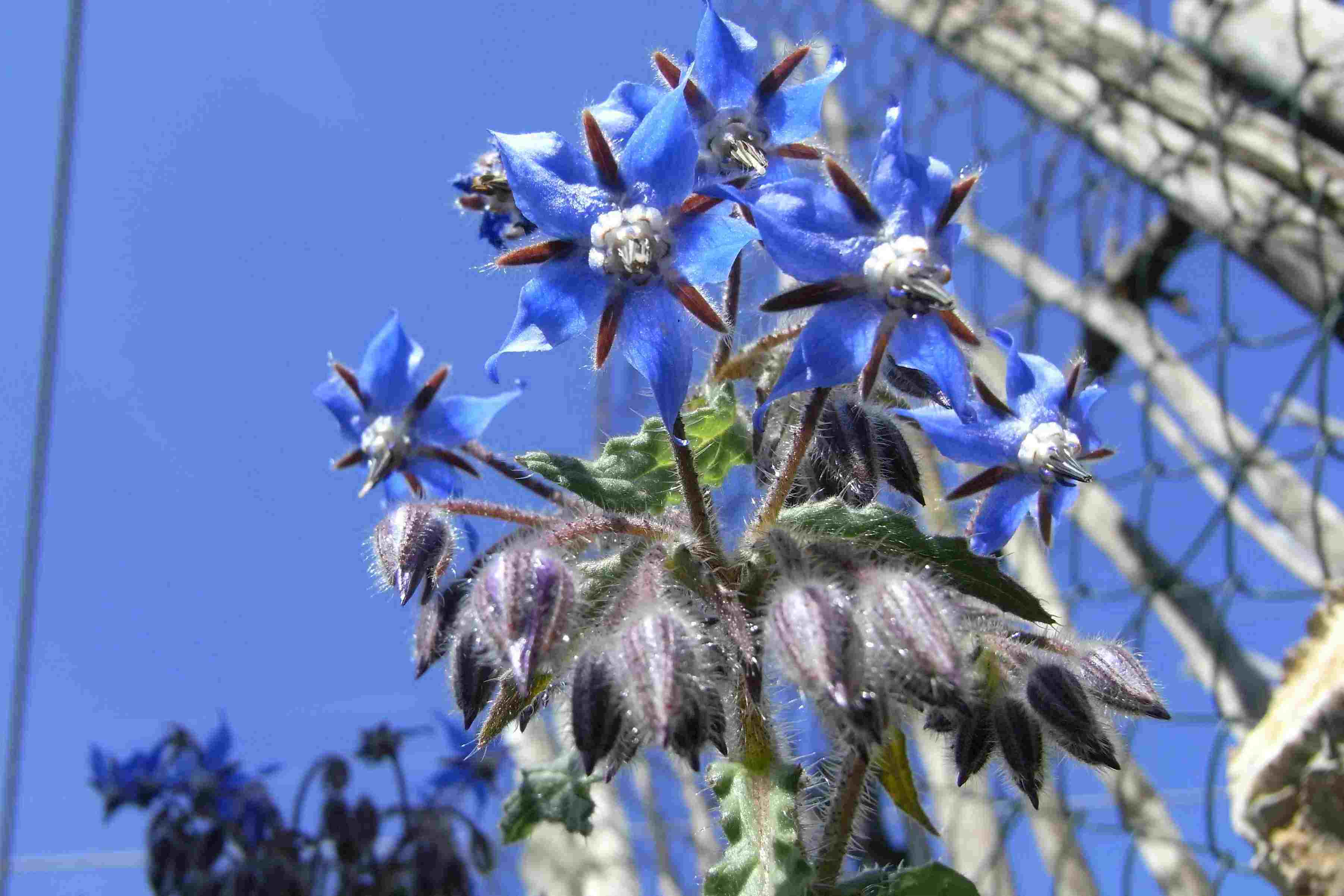 Borago officinalis