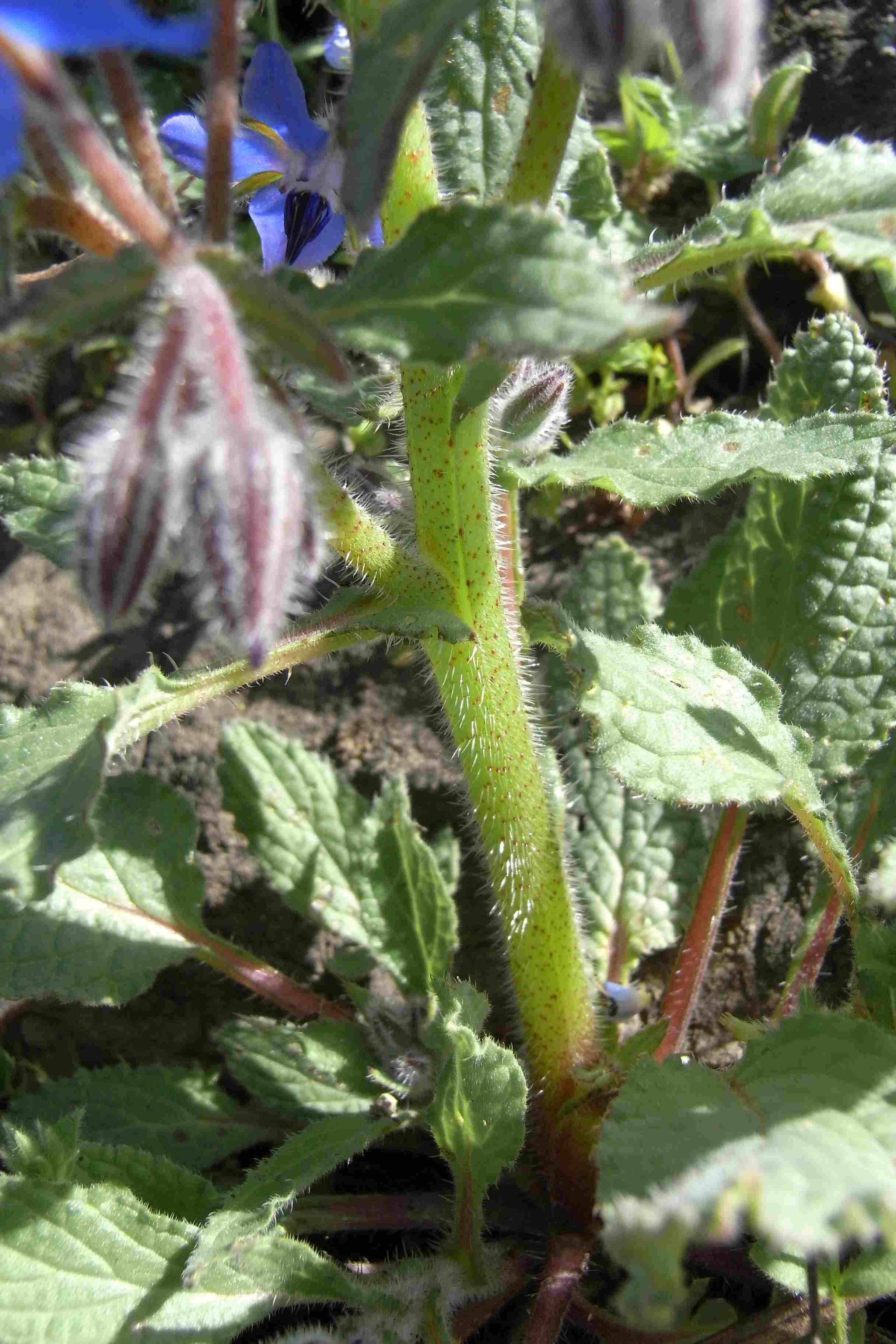 Borago officinalis