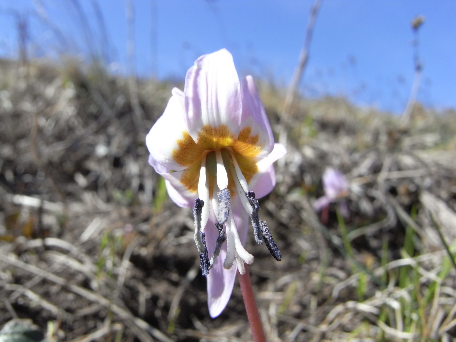 Strana piantina - Erythronium dens-canis