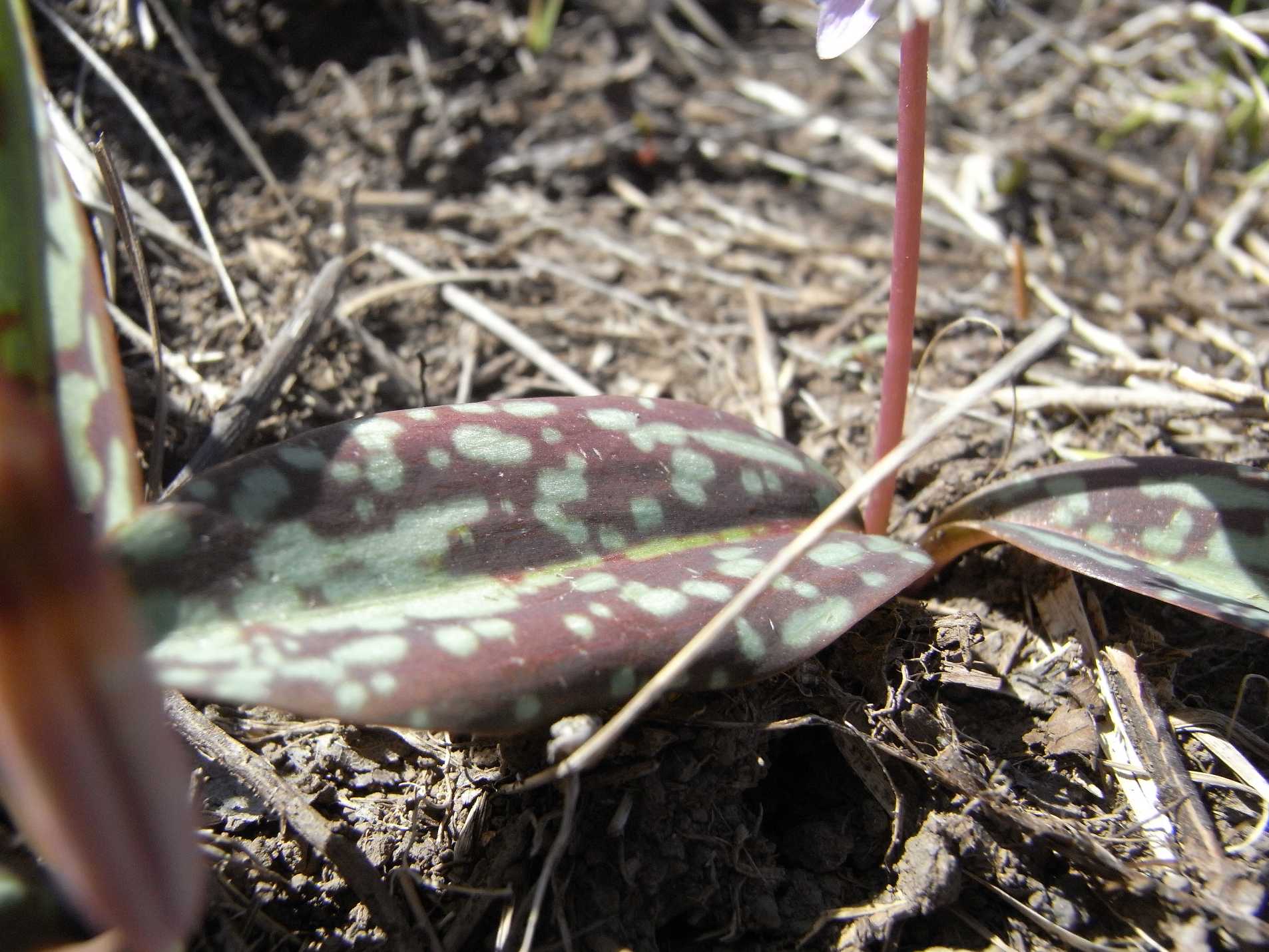 Strana piantina - Erythronium dens-canis