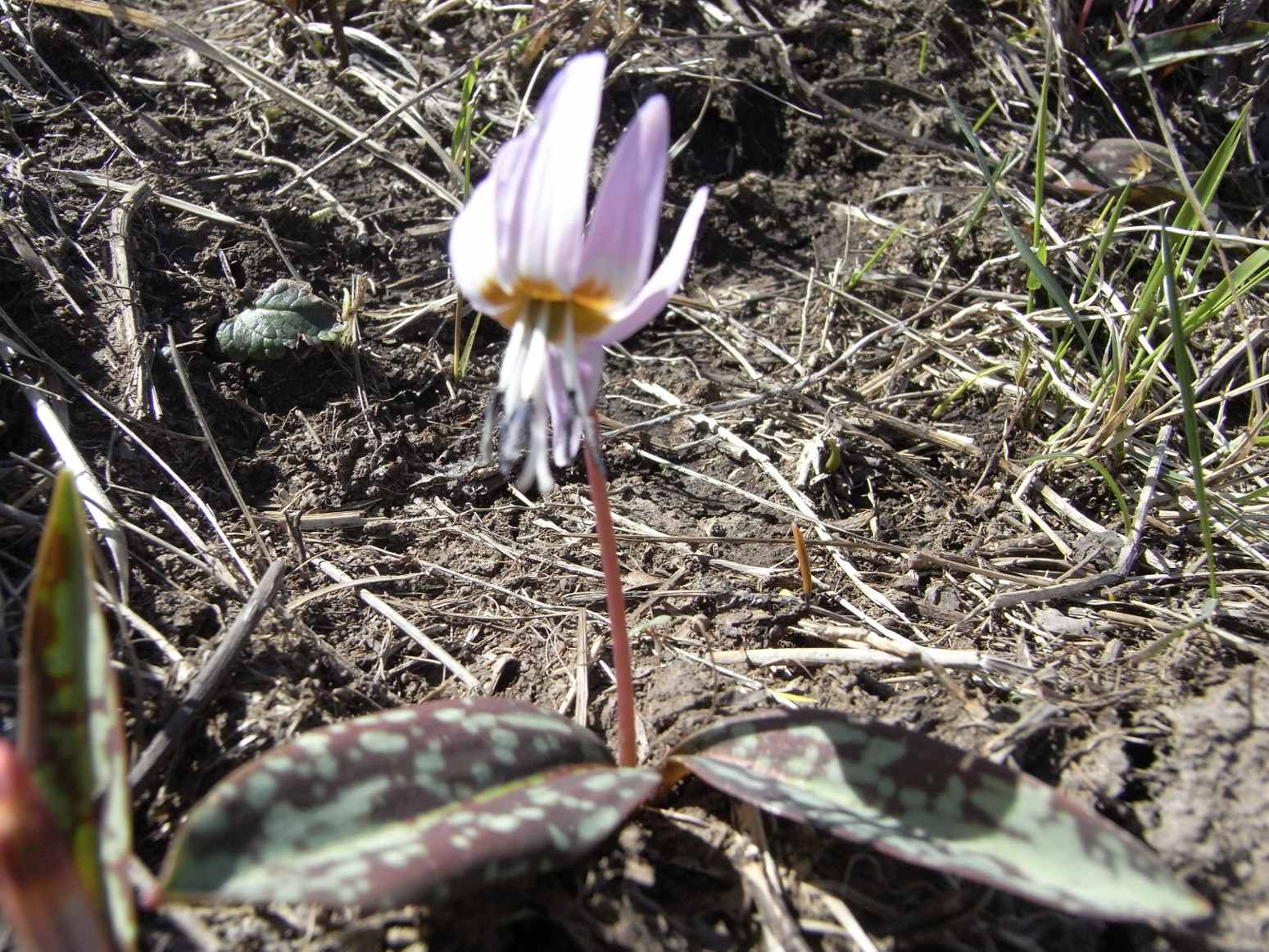 Strana piantina - Erythronium dens-canis