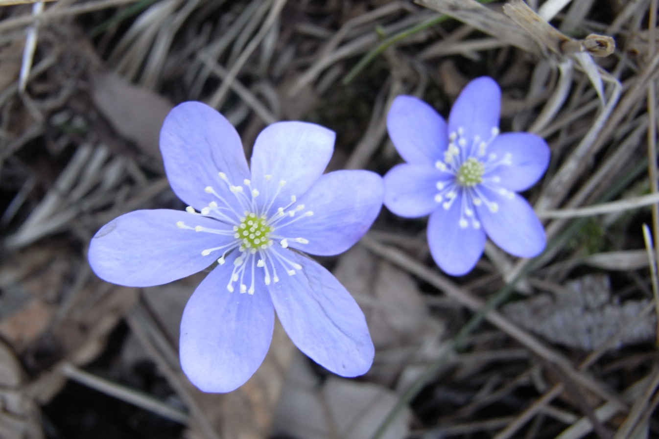 Hepatica nobilis