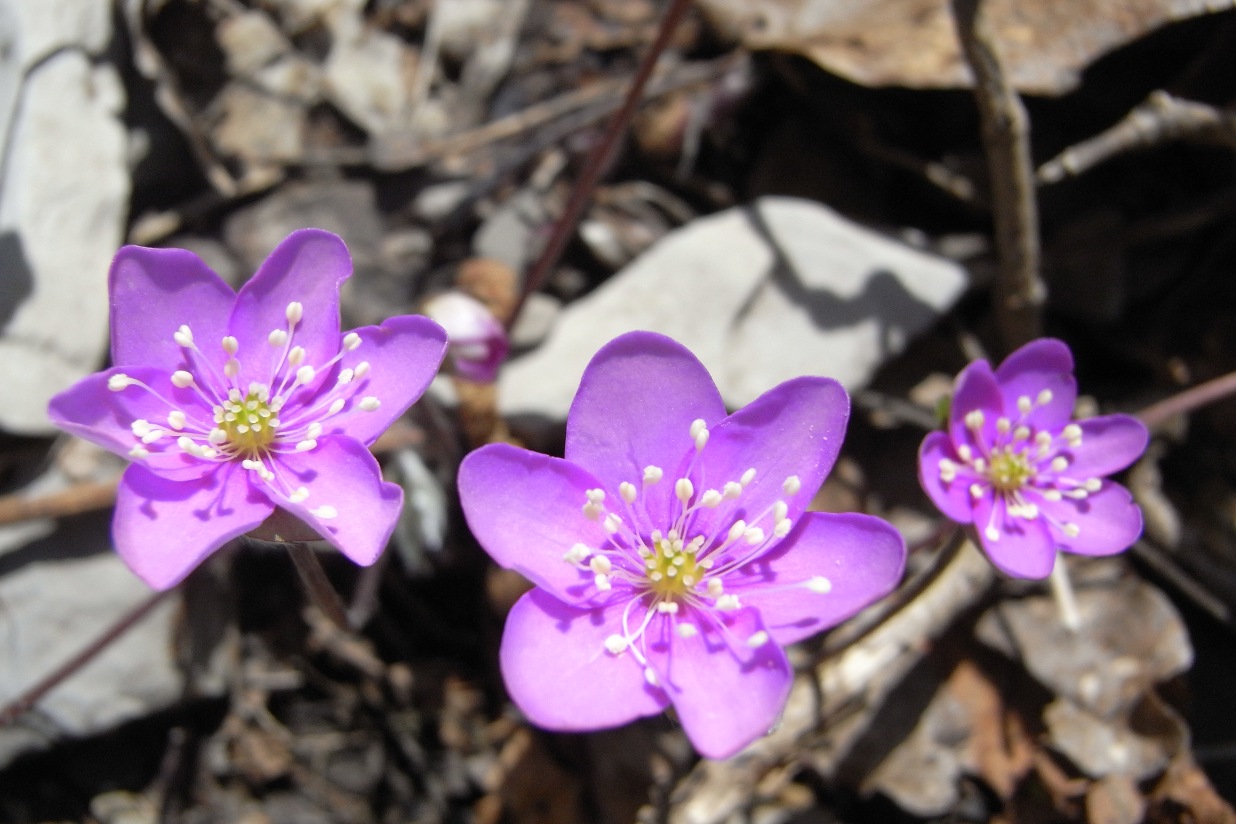 Hepatica nobilis