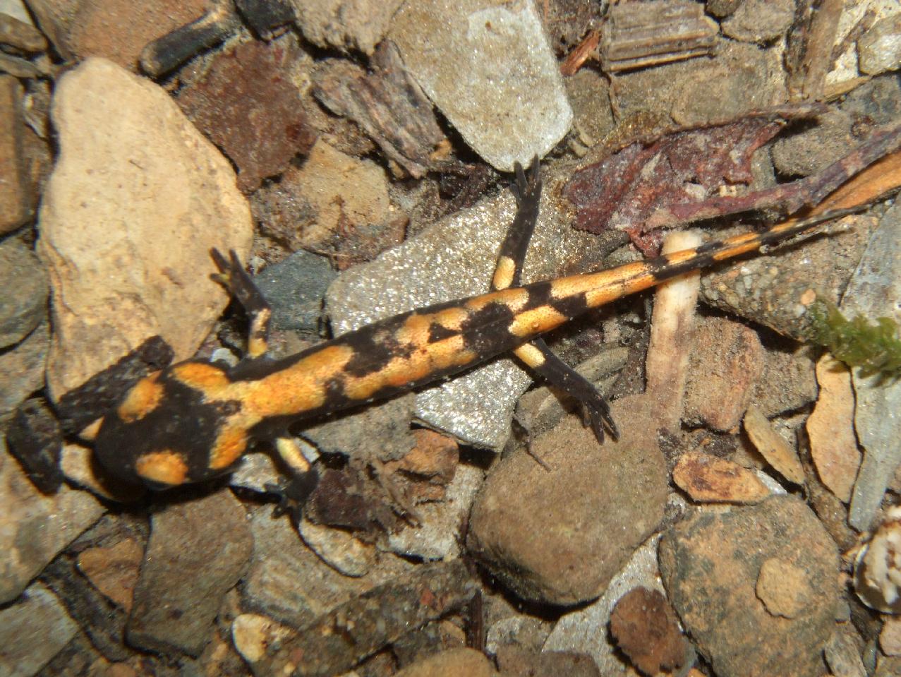 Salamandra Pezzata - Salamandra salamandra, larve