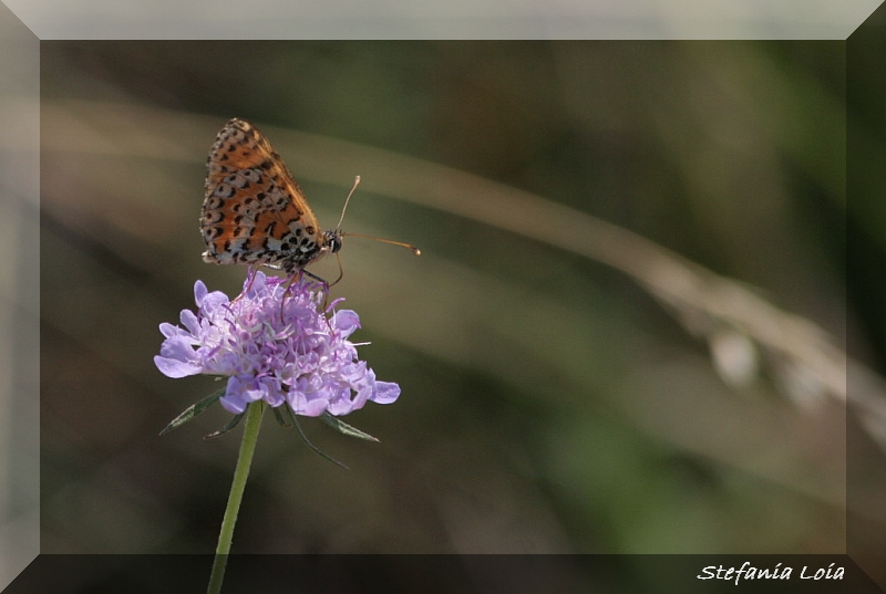 quale Melitea? - Melitaea didyma