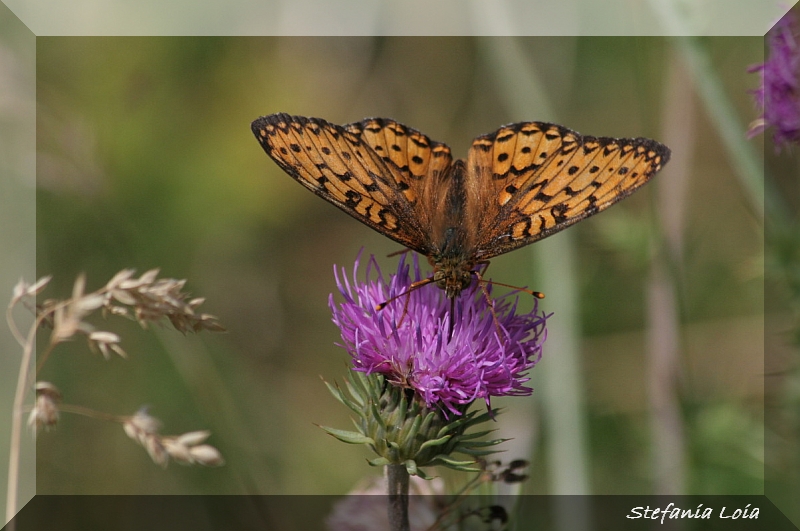 Argynnis niobe?