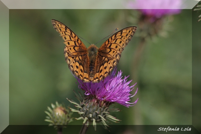 Argynnis niobe?