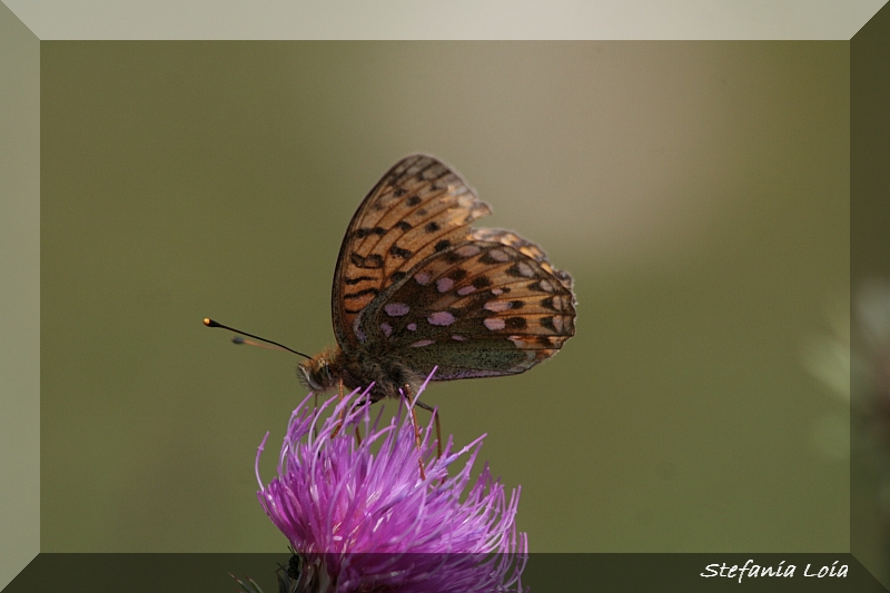 Argynnis niobe?