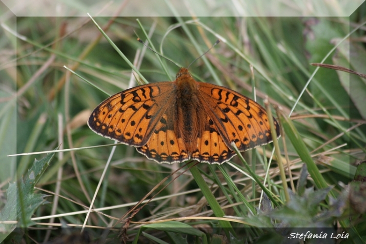 Argynnis niobe?