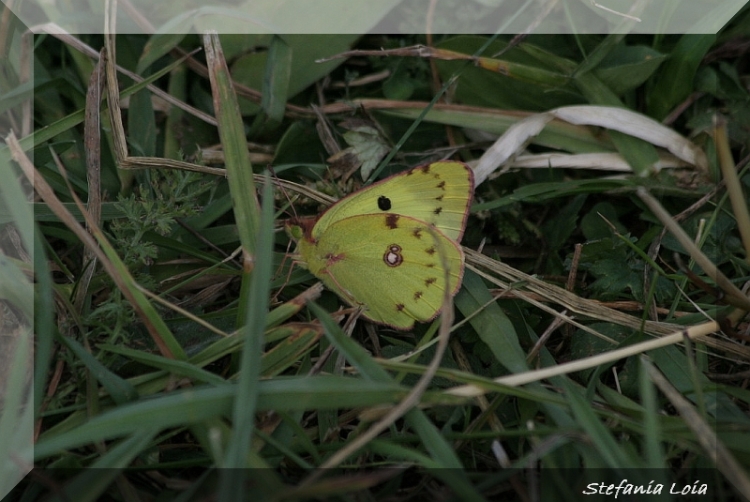 Colias ....