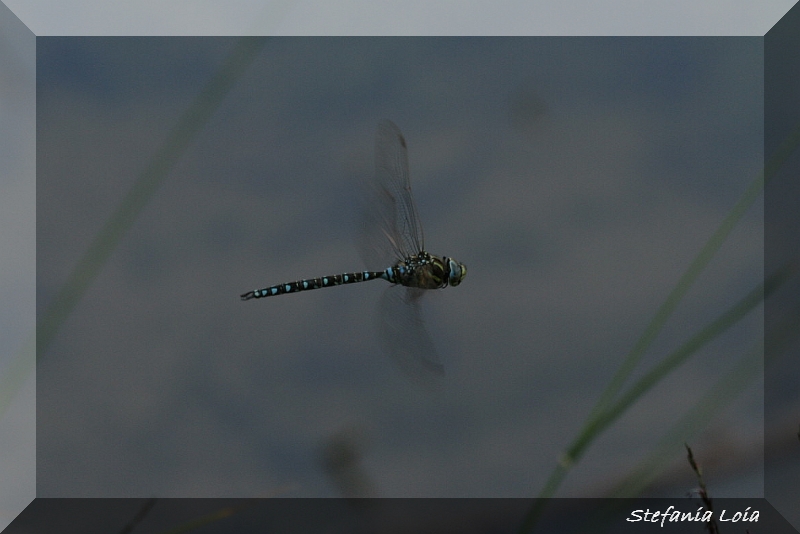 libellula da identificare -  Aeshna juncea (maschio)