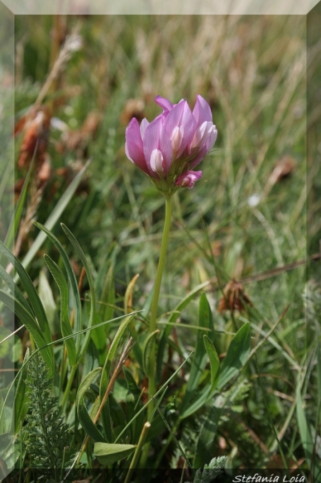 Trifolium alpinum