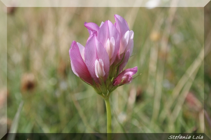 Trifolium alpinum