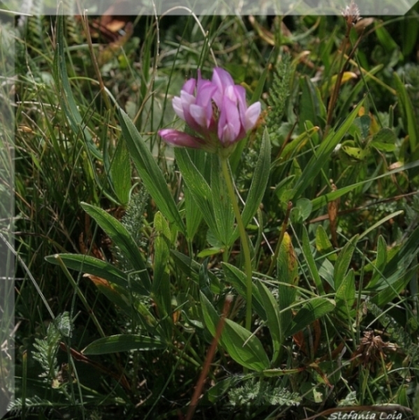 Trifolium alpinum