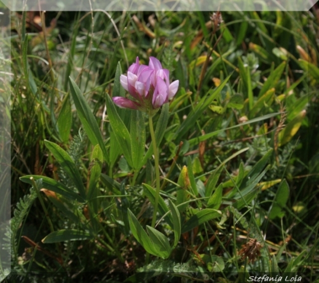 Trifolium alpinum