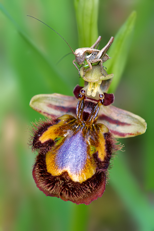 Ophrys speculum finalmente !!!