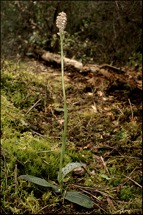 Neotinea maculata