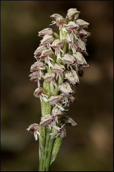 Neotinea maculata