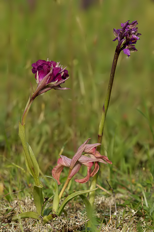 Orchiserapias bevilacquae