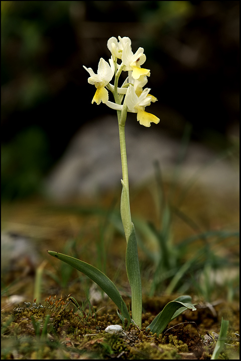 Orchis pauciflora