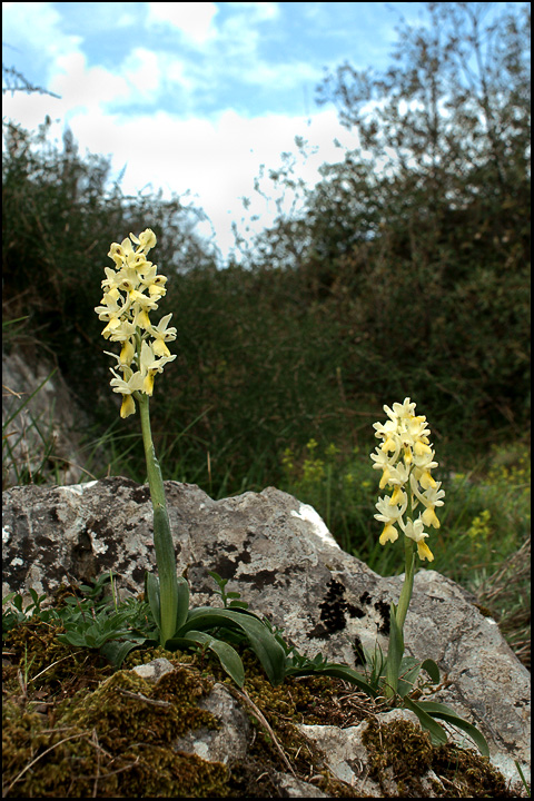 Orchis pauciflora