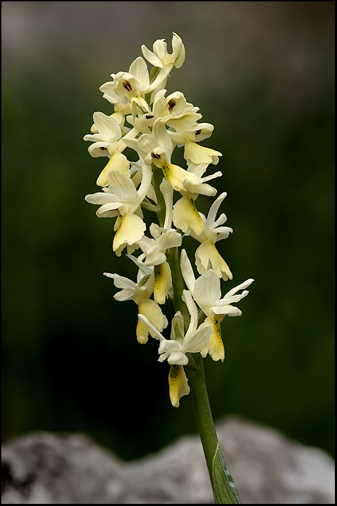 Orchis pauciflora