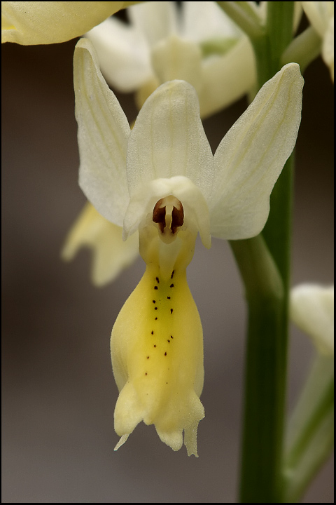 Orchis pauciflora