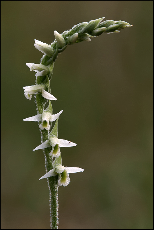 Spiranthes chiantigiane!