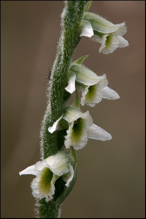 Spiranthes chiantigiane!