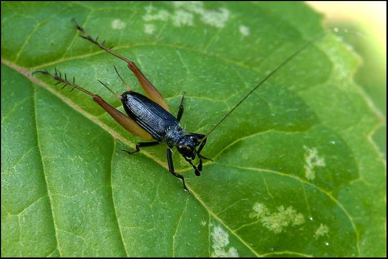 Trigonidium cicindeloides