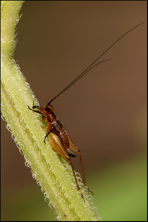 Trigonidium cicindeloides