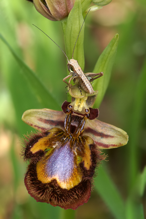 Ophrys speculum ....un''Ophrys speciale