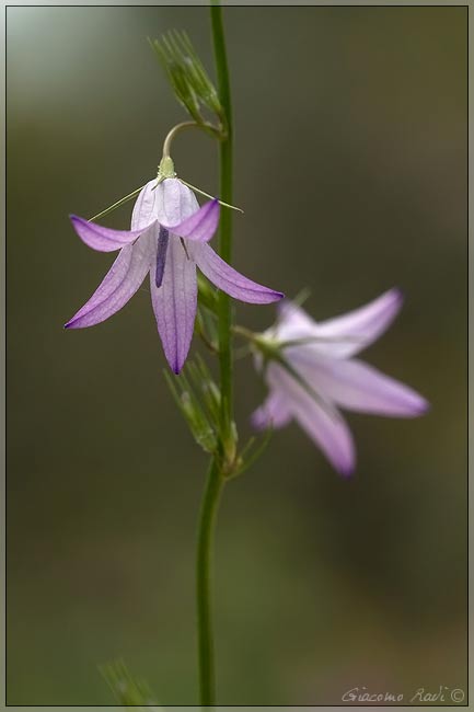 Campanula rapunculus e C. patula