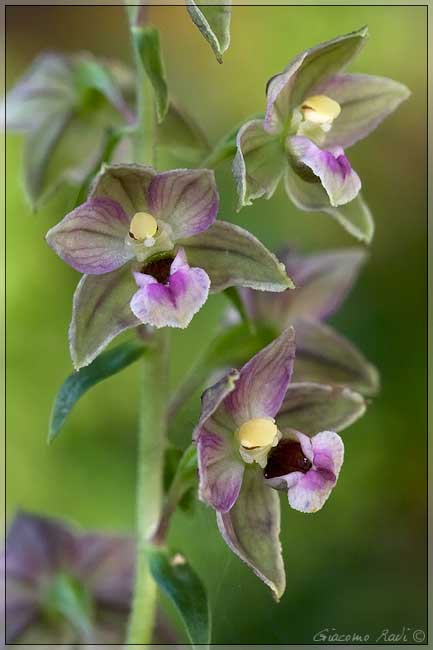 Epipactis 1 2 3 e C.rubra dalla Maremma