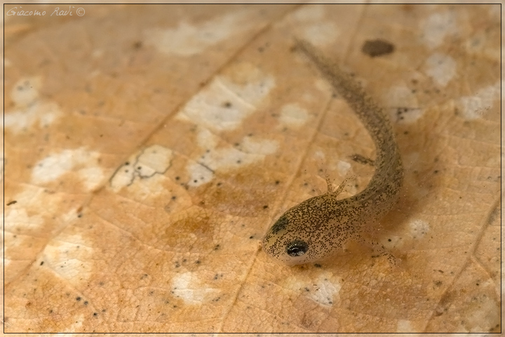 Salamandrina perspicillata: deposizione, larva e adulto