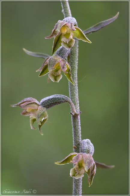 Epipactis 1 2 3 e C.rubra dalla Maremma