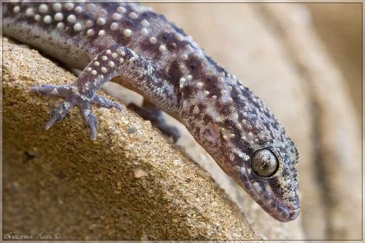 Hemidactylus turcicus dalla costa maremmana