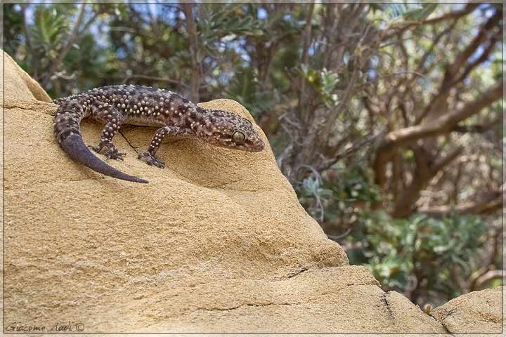 Hemidactylus turcicus dalla costa maremmana