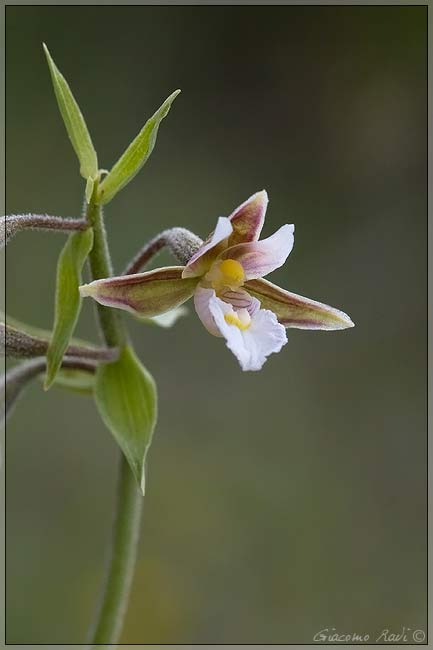 Epipactis 1 2 3 e C.rubra dalla Maremma