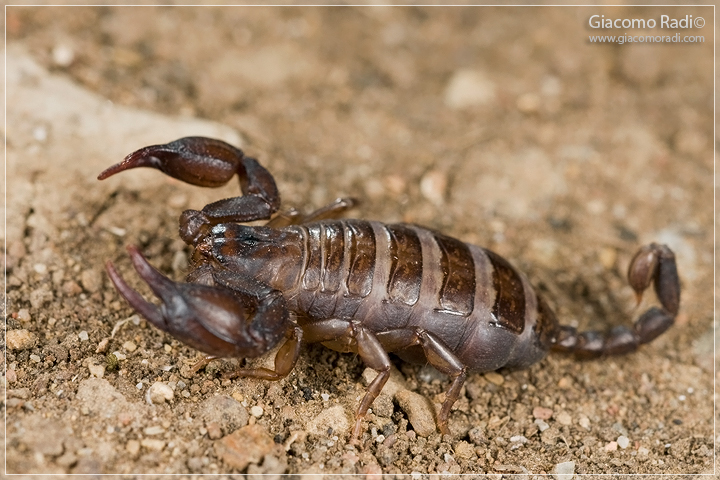 Euscorpius sp.