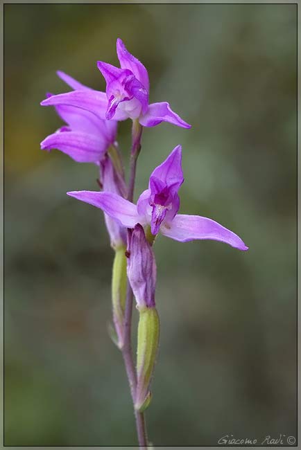 Epipactis 1 2 3 e C.rubra dalla Maremma