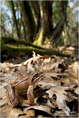 Rana dalmatina nel bosco del parco Montioni (GR)