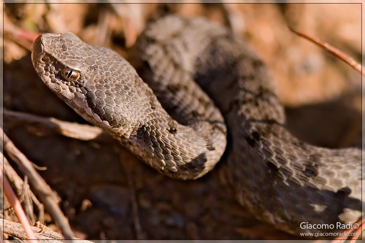 Una juv. Vipera (Vipera aspis) di qualche tempo fa