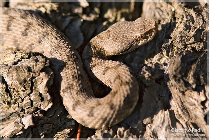 Una juv. Vipera (Vipera aspis) di qualche tempo fa