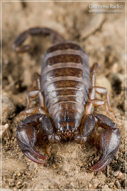 Euscorpius sp.