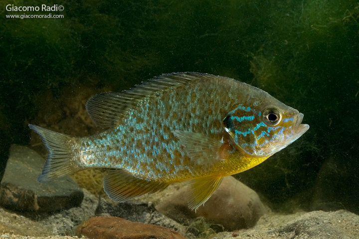 Lepomis gibbosus..un bello straniero