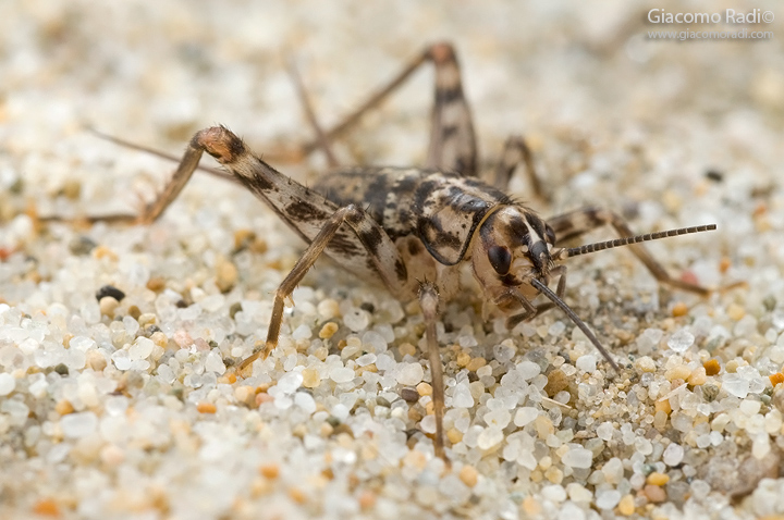 Grillo di spiaggia.....? Che specie?