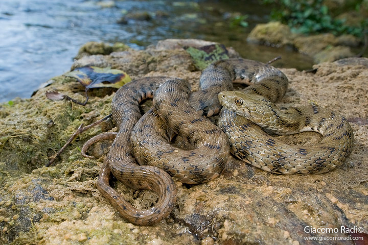 Natrix tessellata dalla maremma